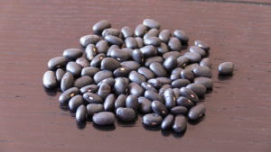 Black Kidney Beans